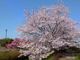 こぼらさんの大山田せせらぎ運動公園の桜の投稿写真4