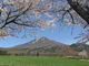 みにわたさんの町営磐梯山牧場の桜並木への投稿写真4