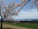 みにわたさんの町営磐梯山牧場の桜並木への投稿写真3