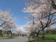 みにわたさんの町営磐梯山牧場の桜並木への投稿写真2