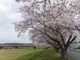 こぼらさんの依那古堤防の桜並木の投稿写真3