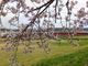 こぼらさんの依那古堤防の桜並木の投稿写真4