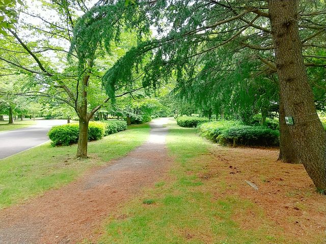 ���Ẳ��₩�ȎU�������_�ɐl����