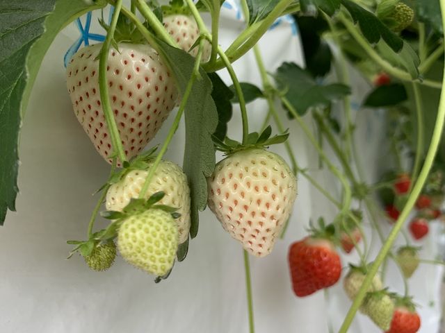 ��䕂Ɛ�䕂ł��B_���R��������