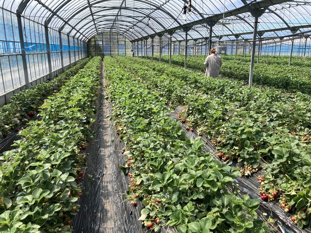 �C�`�S��_���R�_��