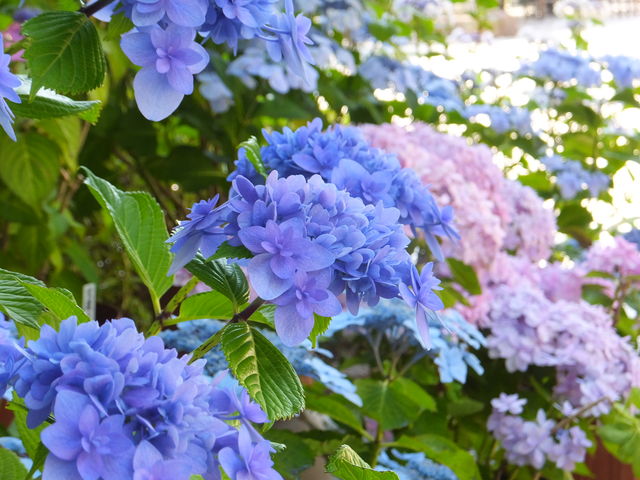 ���A���̎��z��_���J���̃A�W�T�C