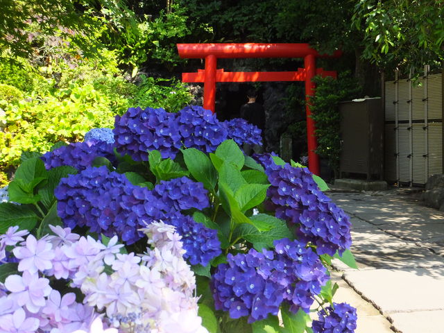 �ٓV�A��O�̎��z��_���J���̃A�W�T�C