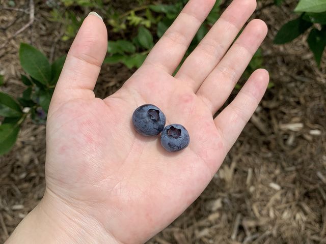 �u���[�x���[�̗����傫���I_���ʂ���ӂ��[��