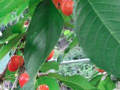 ���[����̂������ڎ��E�t���[�c�����_���ւ̓��e�ʐ^1