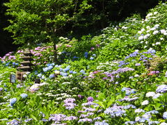 jR񂳂̒J@]UHւ̓eʐ^1