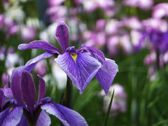 �j�R����񂳂�̒뉀(�����@�j�ւ̓��e�ʐ^1