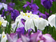 jR񂳂̒뉀(@j̓eʐ^2