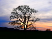 т񂳂̃nj̖؂̓eʐ^1