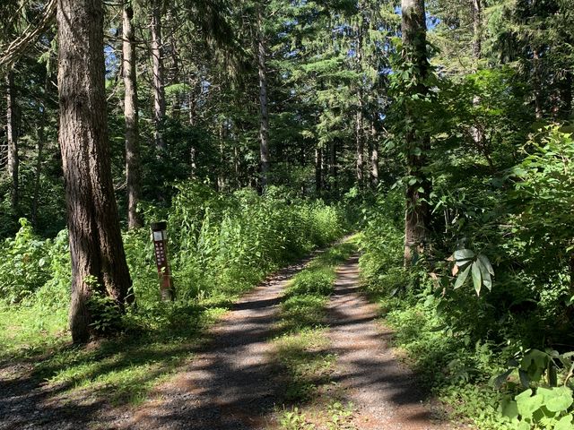 �}�C�i�X�C�I�������ς��̏��a_�������q��