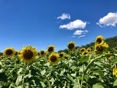 ₷̏aLOZOEFCcA[ւ̓eʐ^1