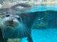 ぴぐさんの大分マリーンパレス水族館「うみたまご」への投稿写真2