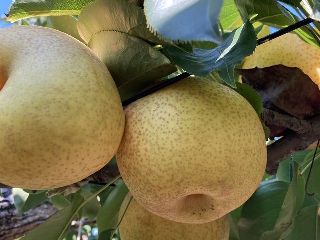 f炵\IȂł
ЂI
\IȊOSōłI_}_C_