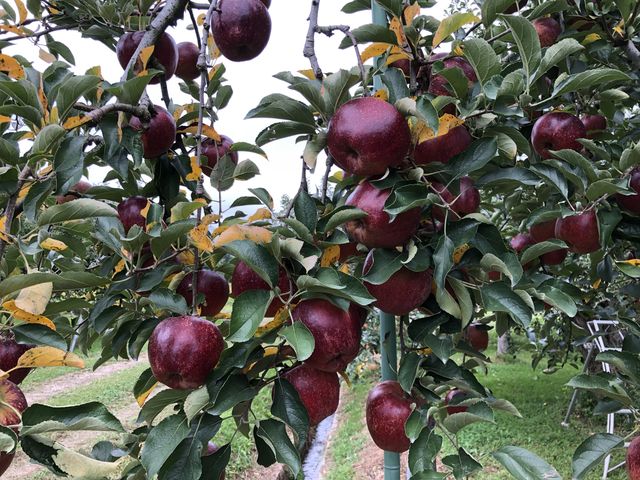 ��񂲎�肵���H�f�̗l�q_�����_��