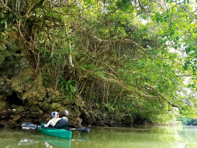 マングローブ最高_OHCUS石垣島