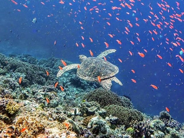 �M�ы��ƃE�~�K���ɑ���_�u���[�t�H���X�g�{�Ó�