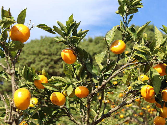 VCǂAɃIWF݂̂񂪉f܂I_R{_