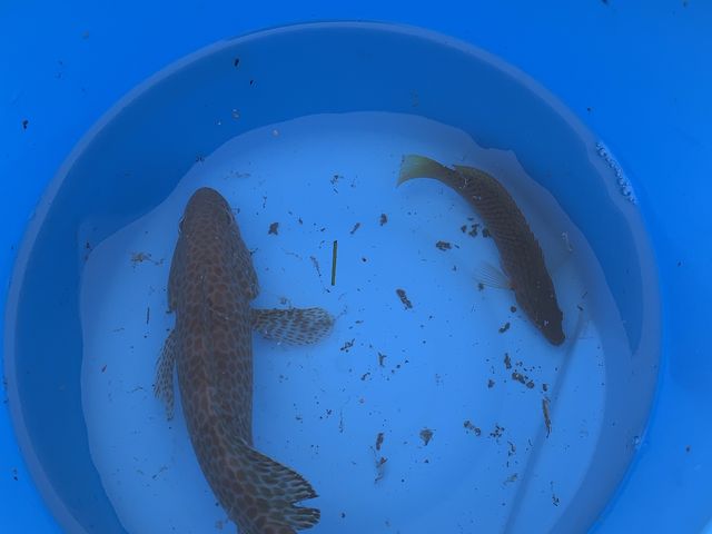 �n�^���ނ�܂����B_�C�ނ�̌��������^���ފƁy�܂�ւ��V�ё��z�b��t�F�C�ӂ̏����Ȃ��h �܂�ւ����h