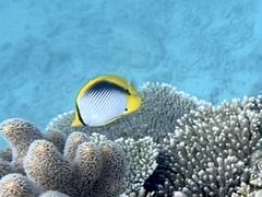 񂿂񂳂̉AChN[ւ̓eʐ^1