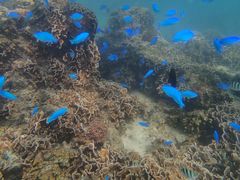 ̂񂳂̐̓A@Dive@ւ̓eʐ^1