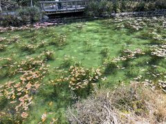 モネの池 岐阜県の写真一覧 - じゃらんnet