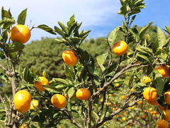 Ȃ҂񂳂̎R{_ւ̓eʐ^1