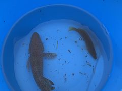 ߂̊Cނ̌^ފƁy܂ւVёzbtFCӂ̏Ȃh ܂ւhւ̓eʐ^1