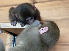 �݂ق���̓�������R�c�ւ̓��e�ʐ^1