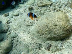 ~ĩ}T[rXނʁ[ւ̓eʐ^1