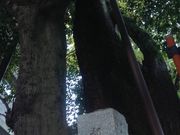 �Ё[����񂳂�̋g�ˎ����{�h�̃P���L�̓��e�ʐ^2