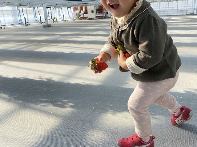 ������_�q���t�@�[��