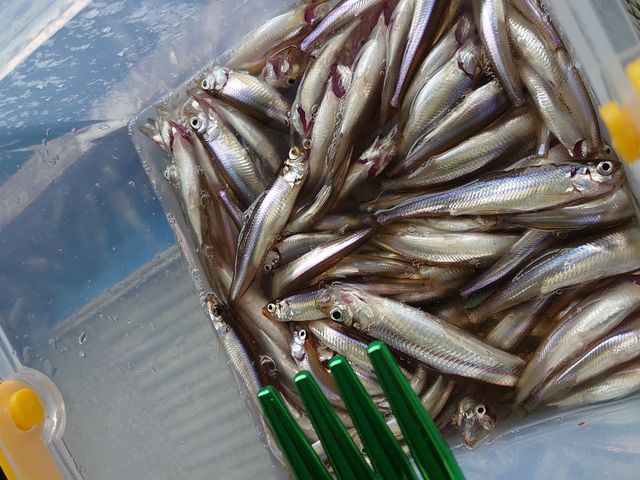 ނꂽ킩񂽂B_킩ޑD