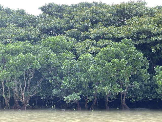 マングローブの木の下をくぐりながら進みます!_OHCUS石垣島