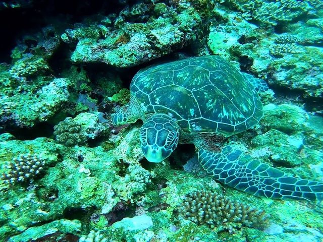 �摜����Œ����܂��I_SHISHI�Ί_��