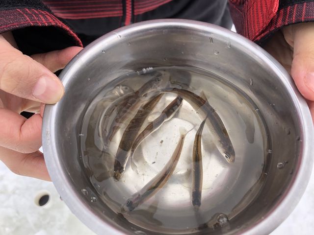 �ނꂽ���J�T�M�ł��B�{���͍��v17�C�ނ�܂����B_Raft&Crew Outdoor Company.(���t�g�A���h�N���[)