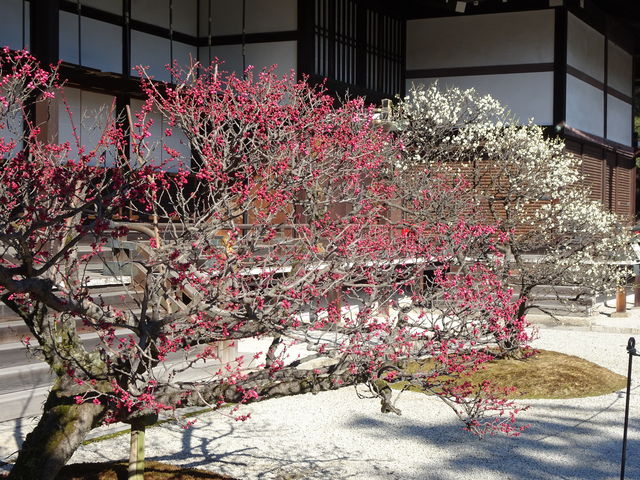 ����a�̔~_���s�䏊