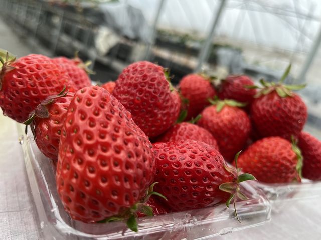 ���������_�t���[�c�K�[�f���䂤