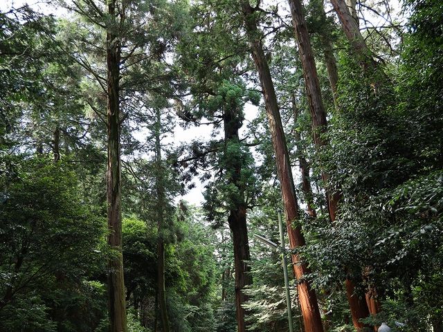 ���{�a�̎Q���B_�c���_��