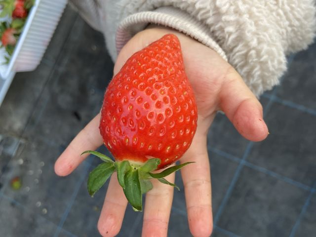 4�΂̎q���̎�̂Ђ�T�C�Y�̑傫�ȃC�`�S�ł���^ ^_�r�{�_��