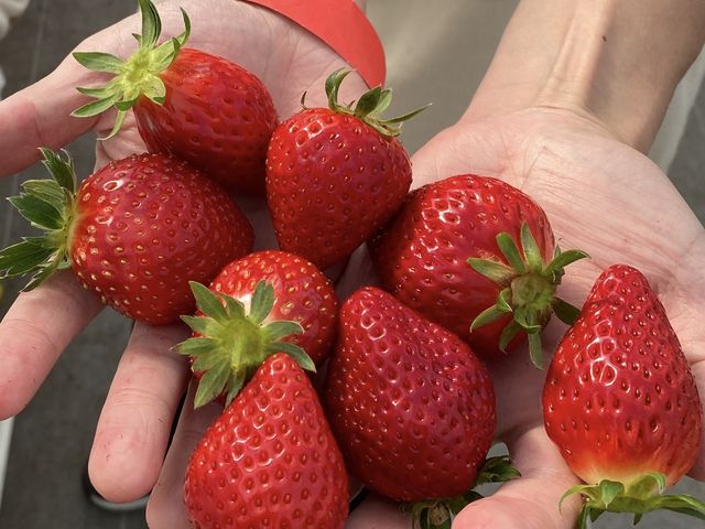 �n�E�X�̒��ɂ́A�^���Ԃő傫��䕂���R����܂����I_�݂܂���������