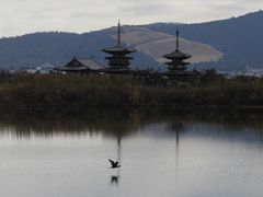 zinさんの薬師寺（奈良県奈良市）への投稿写真1