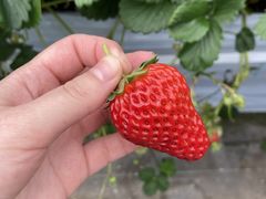 Jqg̐V񂾔_ȉւ̓eʐ^1