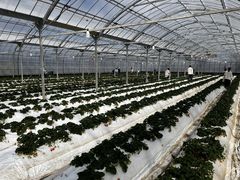 䂤̓V̂ʐ^ ܂邩ւ̓eʐ^1