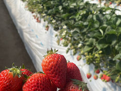 ̂񂳂̋ȕ̂ւ̓eʐ^1