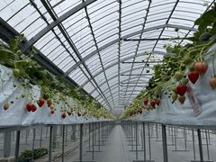 ܂邿񂳂strawberry farm ܂ƍH[ւ̓eʐ^1