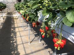 ܂񂳂̃Xgx[t@[21cRXւ̓eʐ^1